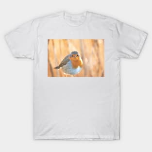 Robin in golden light T-Shirt